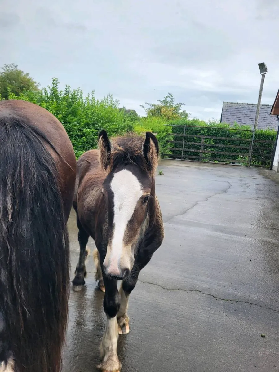 Equine - Image 1