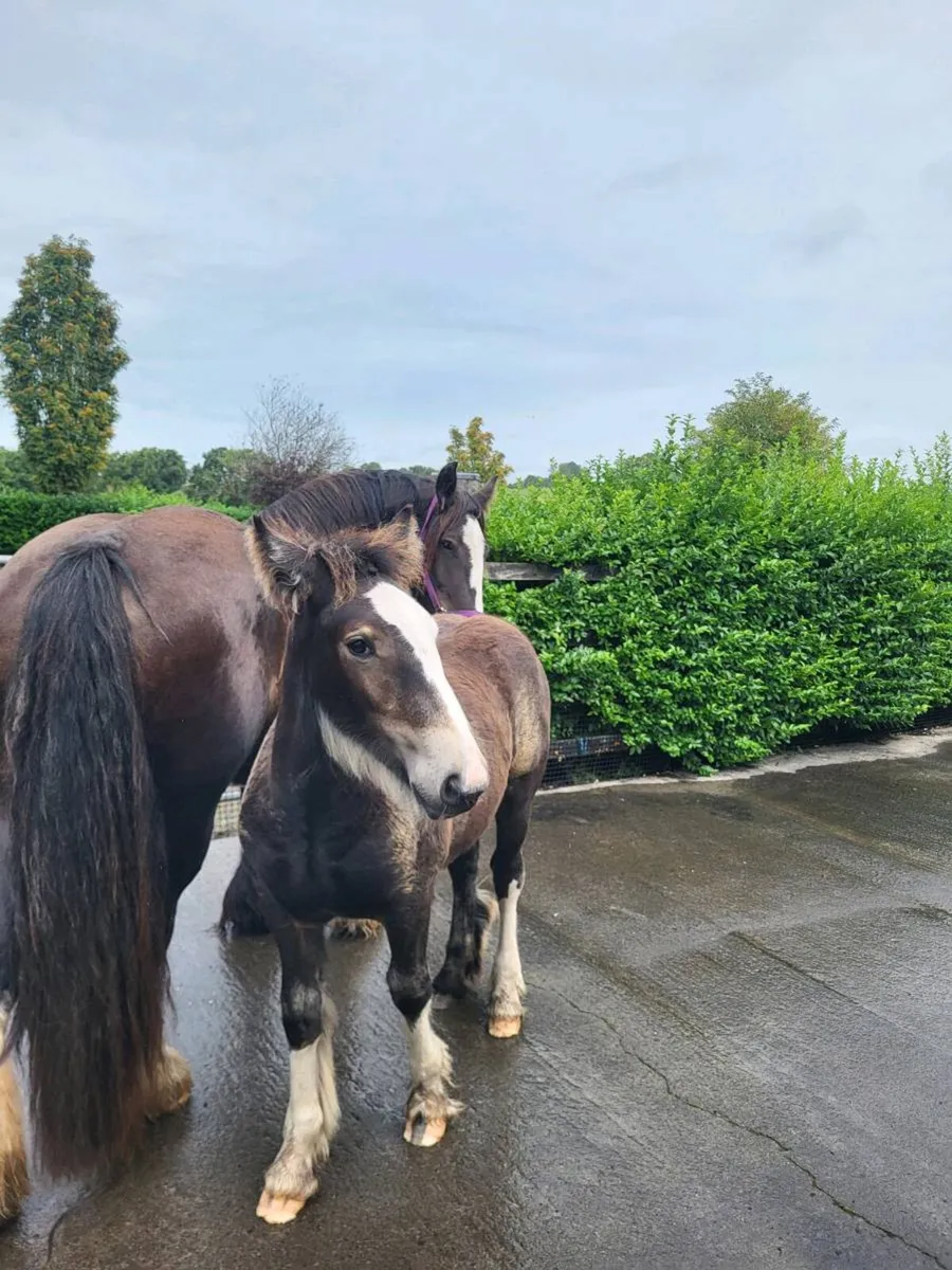 Equine - Image 2