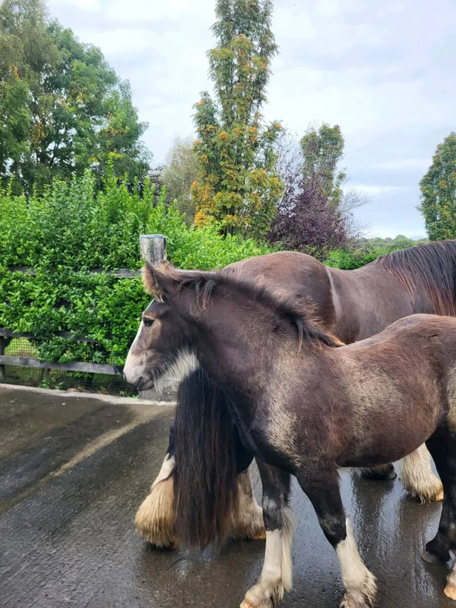 Equine - Image 3