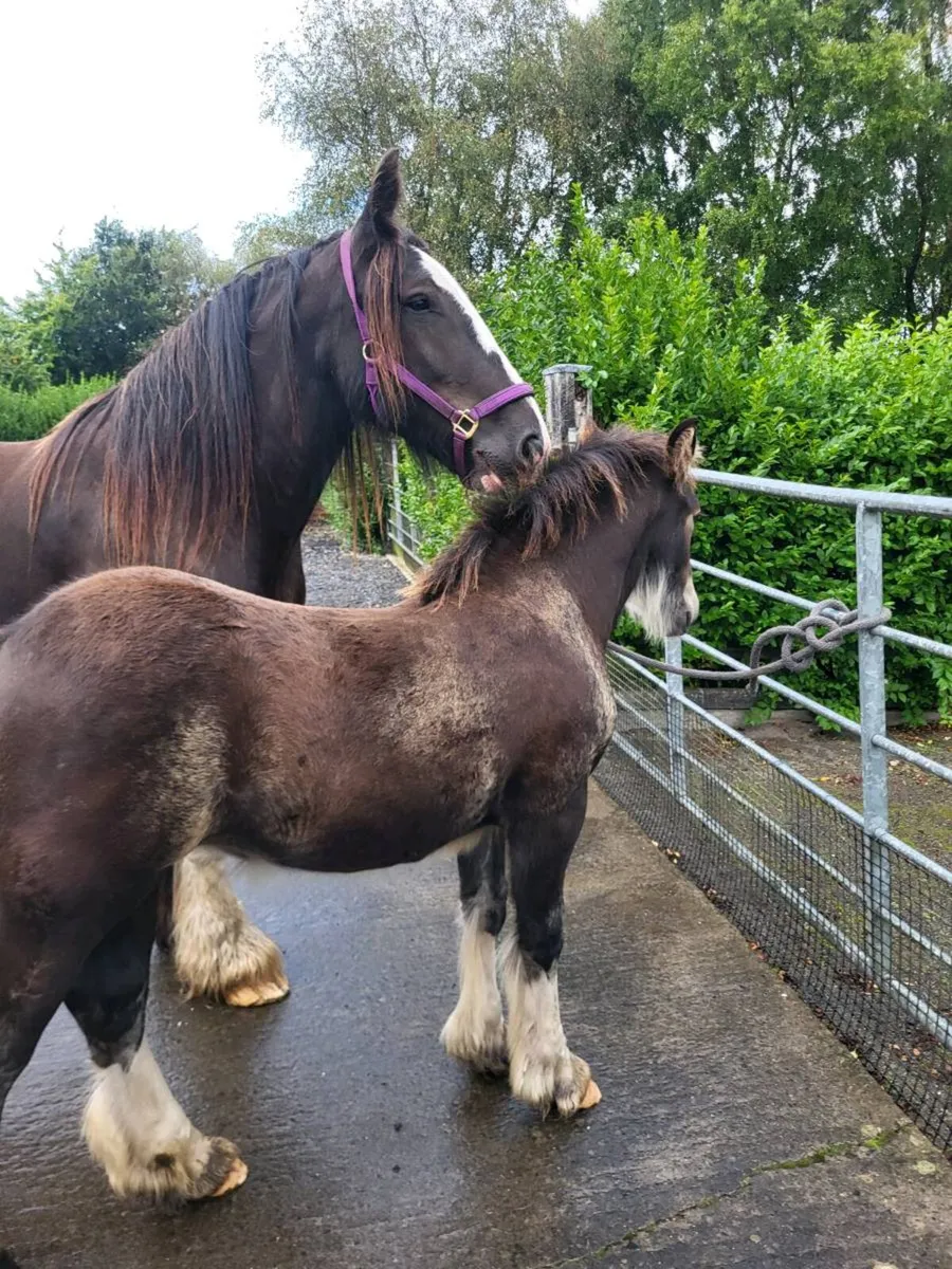 Equine - Image 4