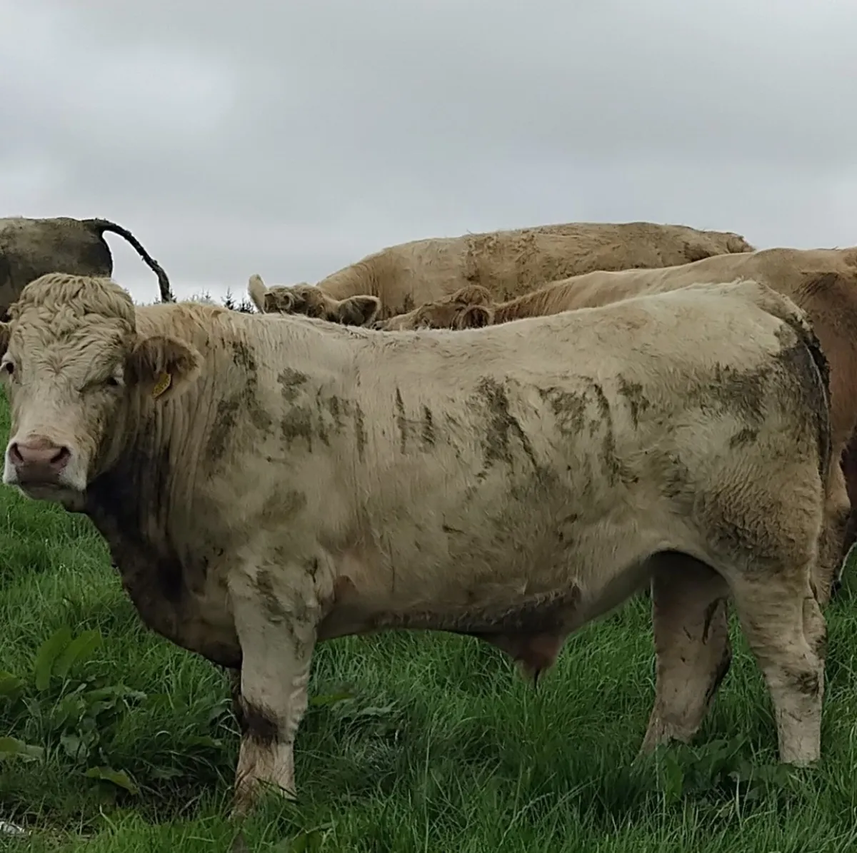 Bullocks - Image 1