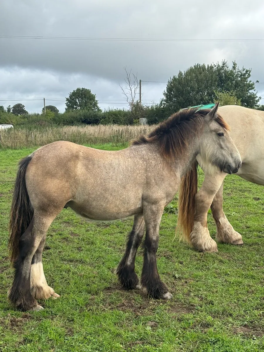 Dun colt - Image 1