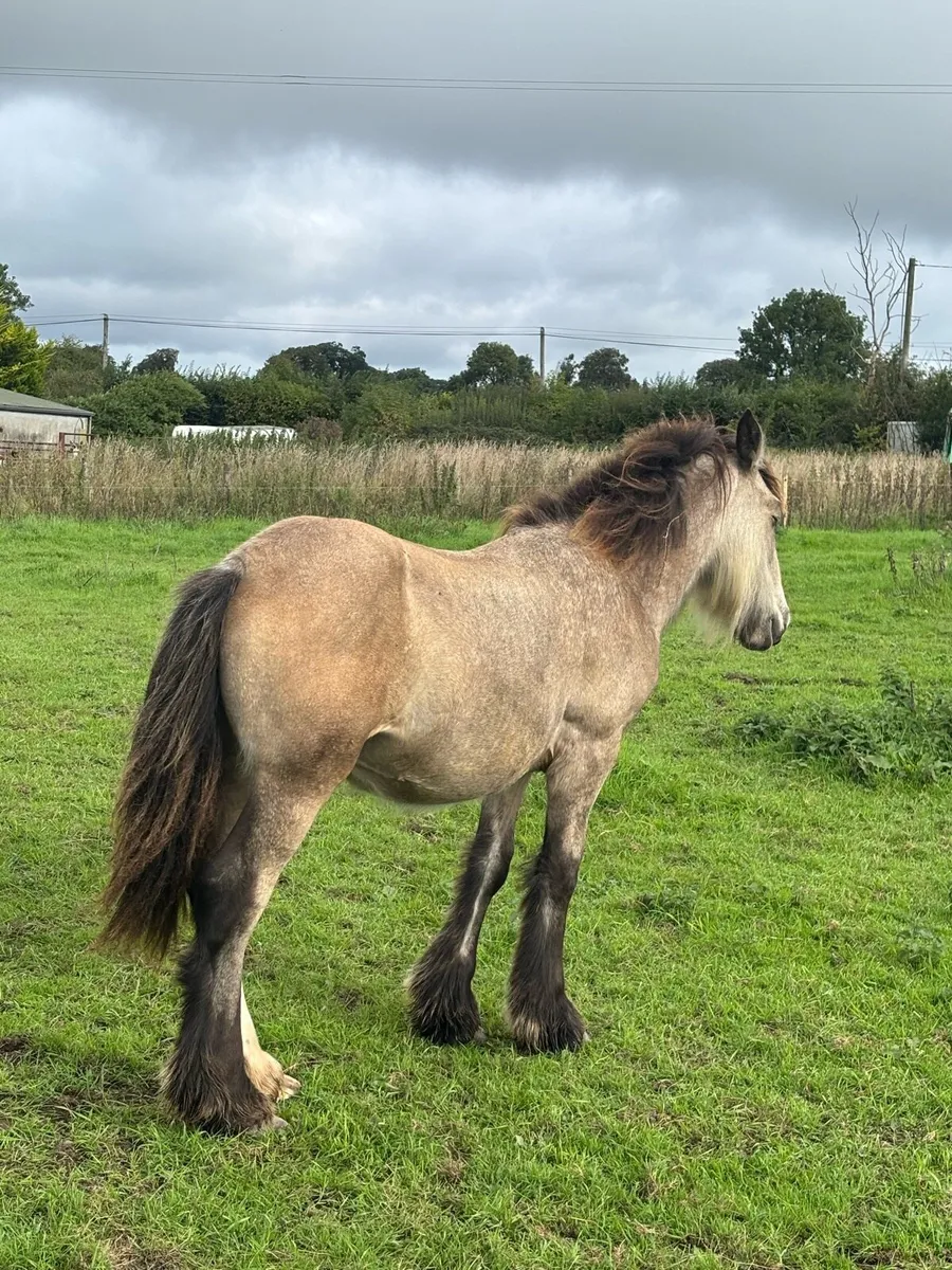 Dun colt - Image 4