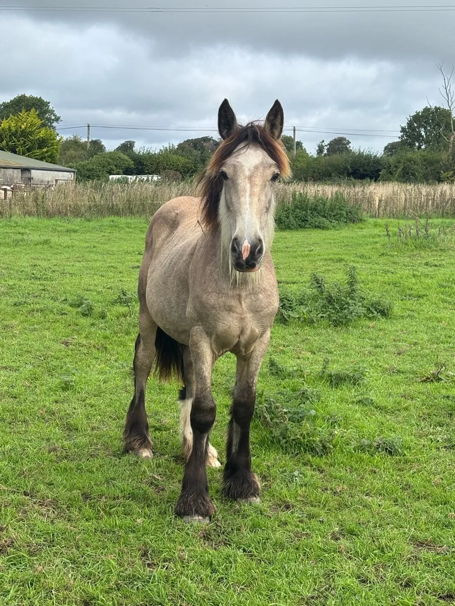 Dun colt - Image 2