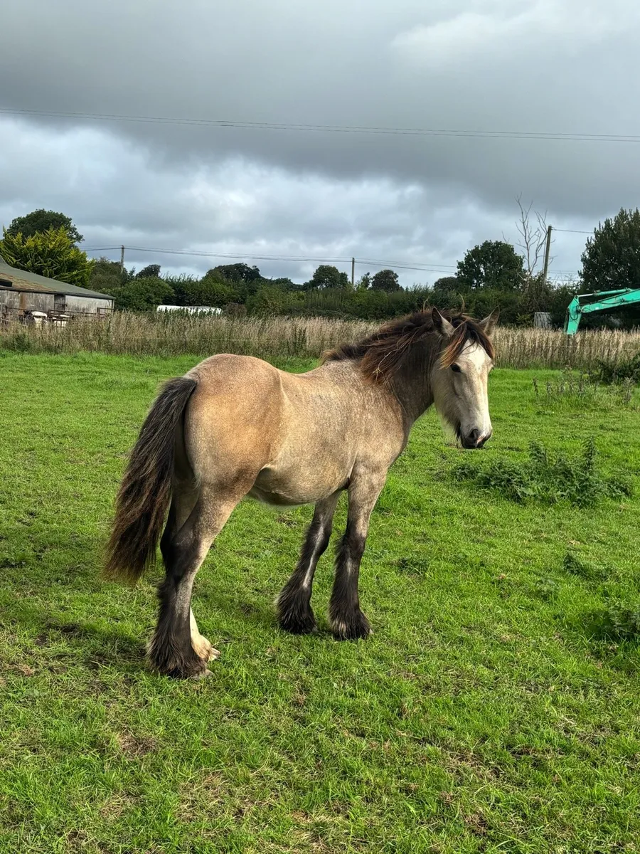 Dun colt - Image 3