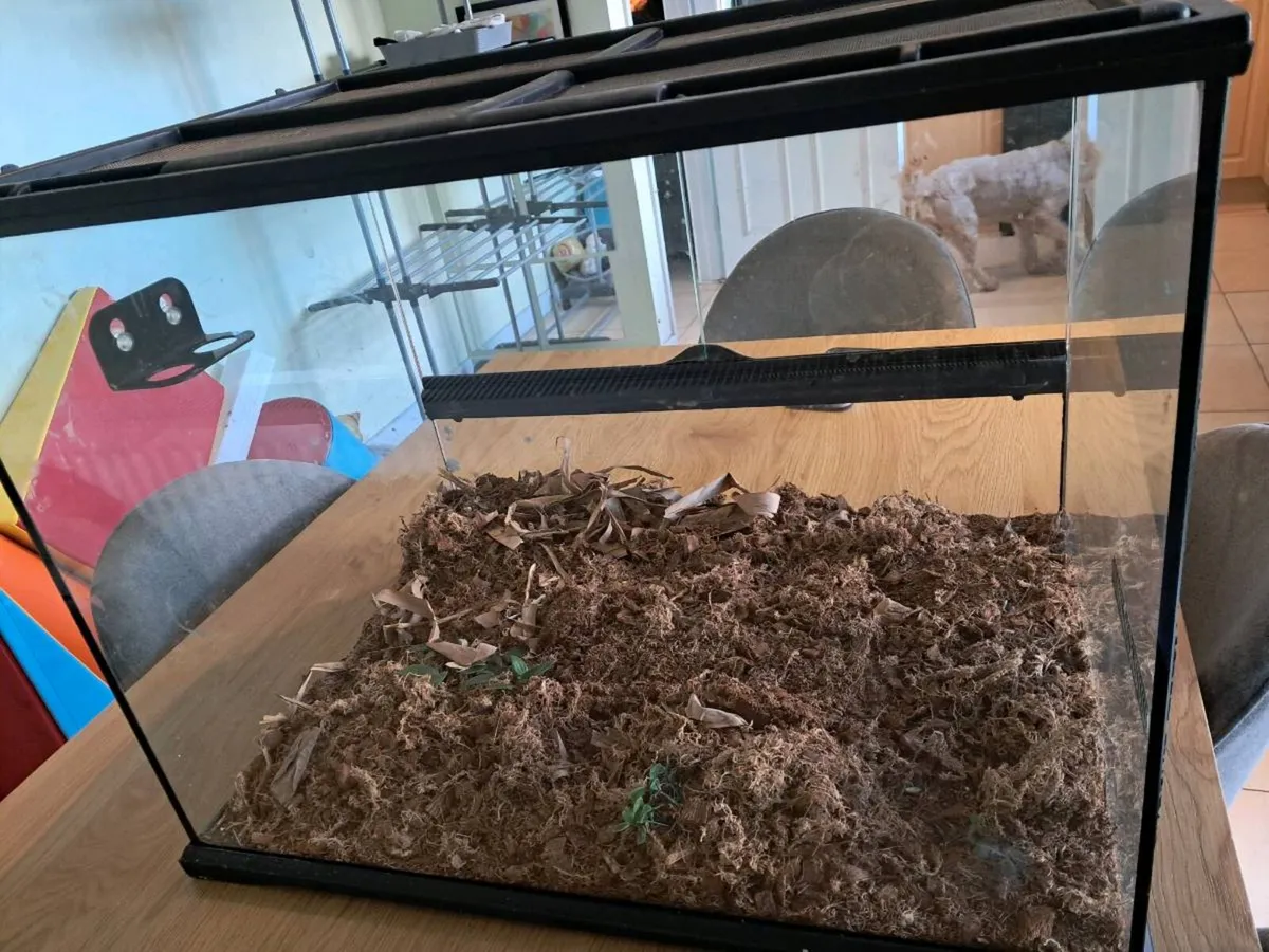 Reptile tank . Exo terra - Image 3