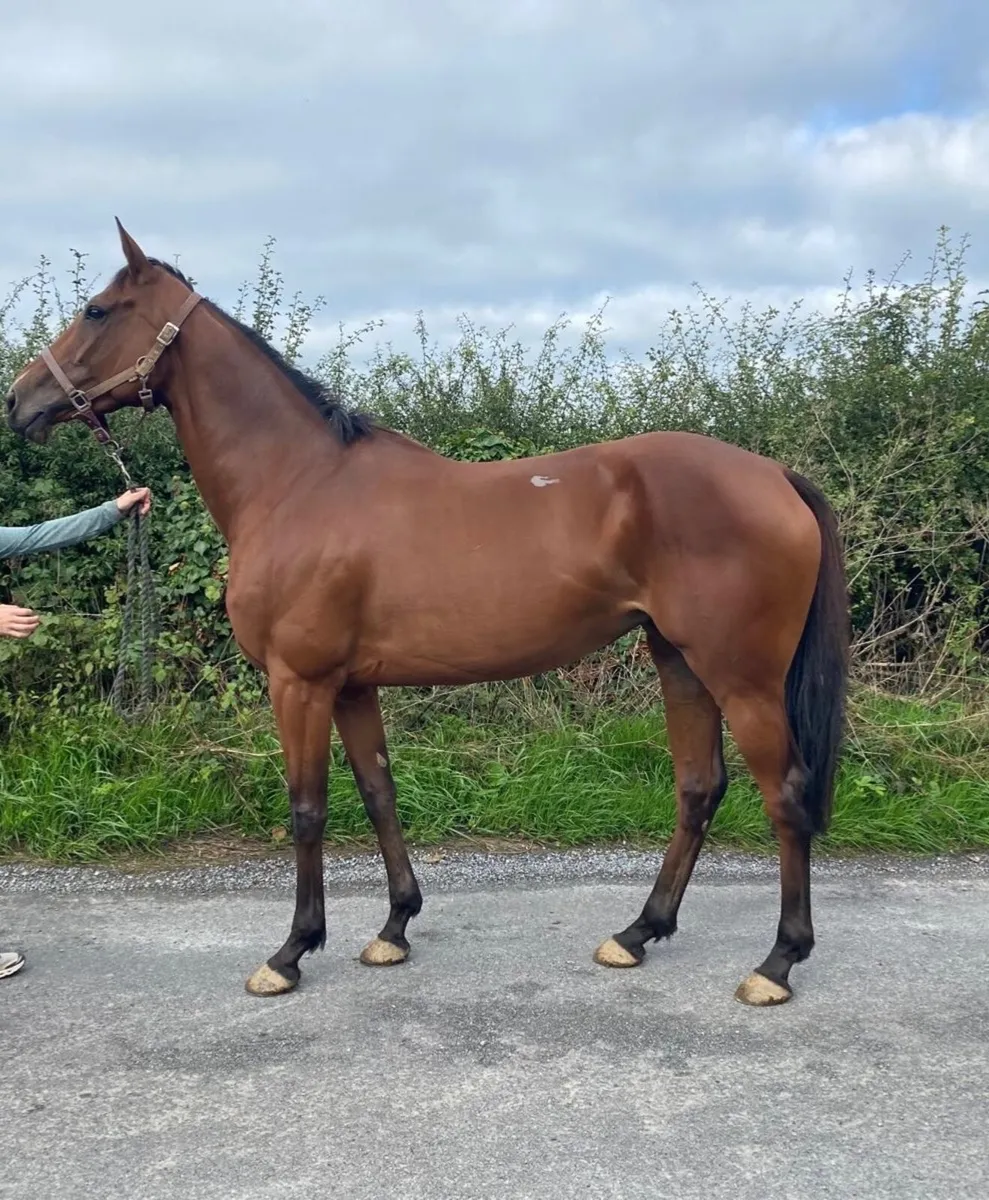 5 year old tb mare - Image 1