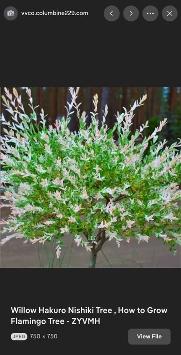 flamingo tree's Salix  willow - Image 3