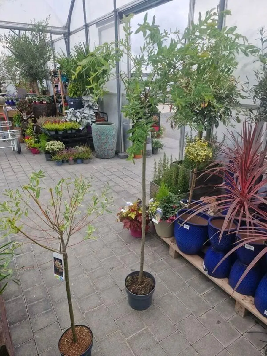 flamingo tree's Salix  willow - Image 4