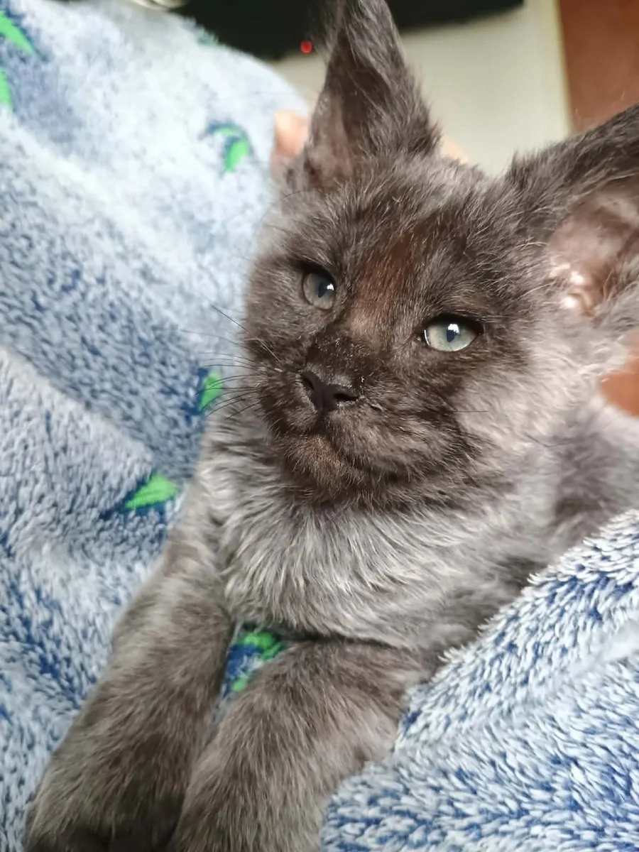 Maine coon Polydactyl - Image 1