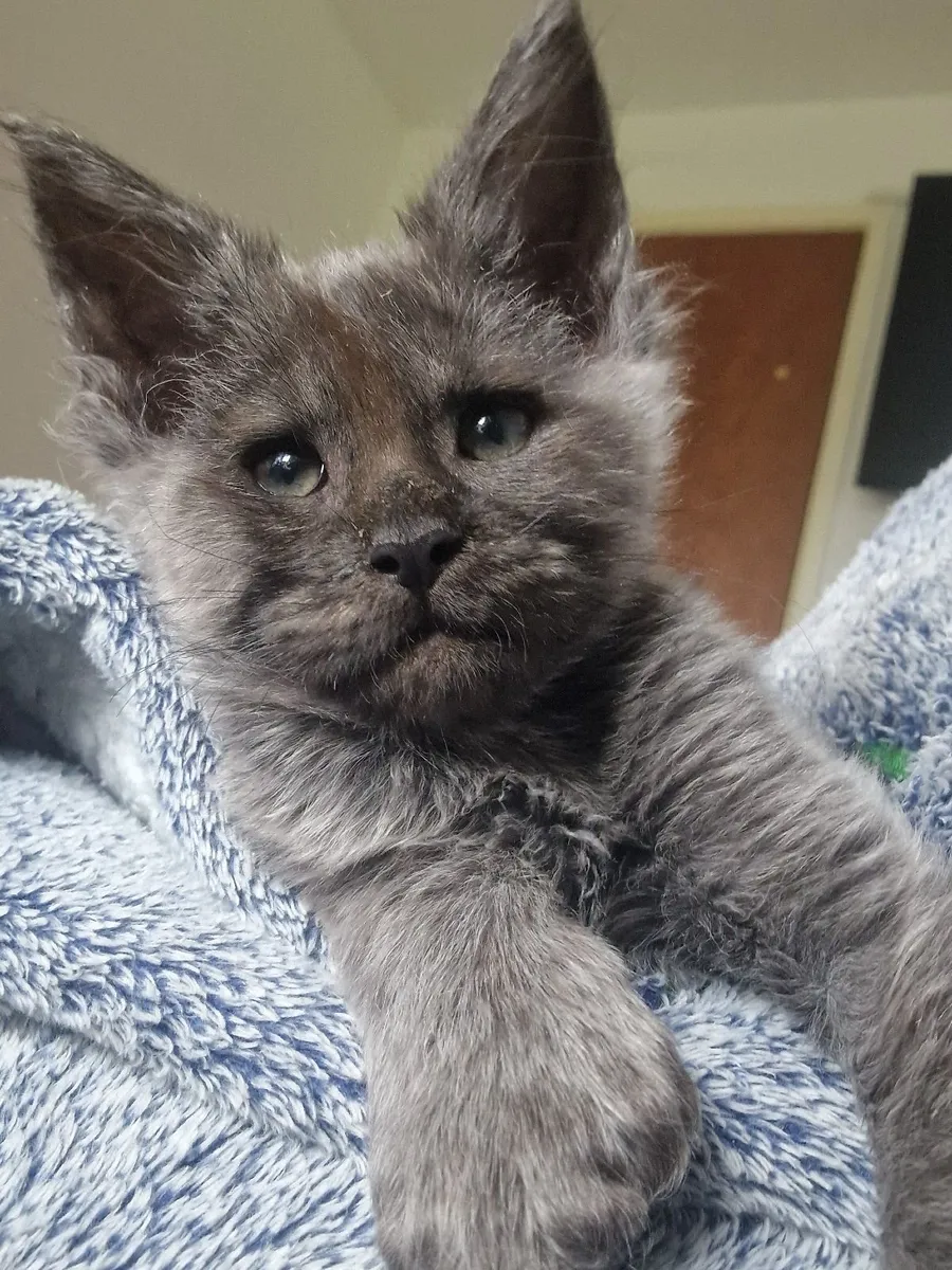Maine coon Polydactyl - Image 2