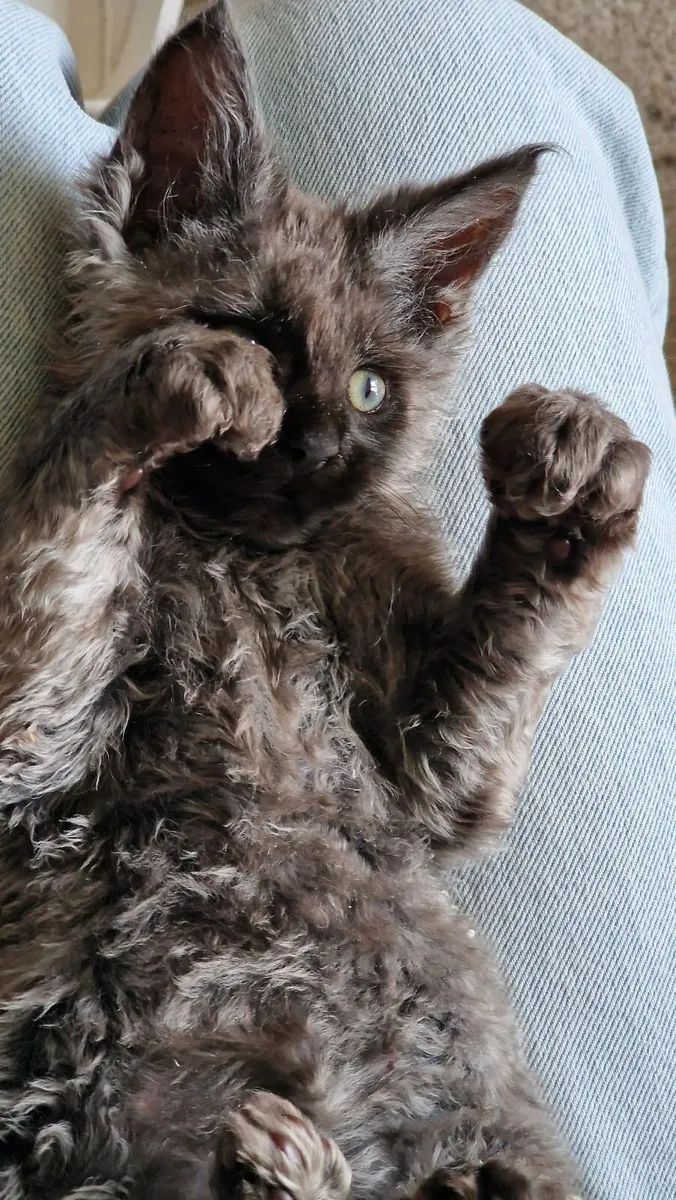 Maine coon Polydactyl - Image 4