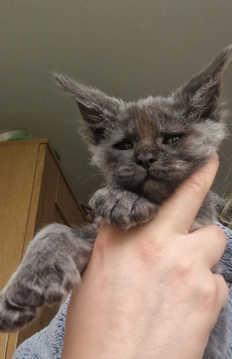 Maine coon Polydactyl - Image 3