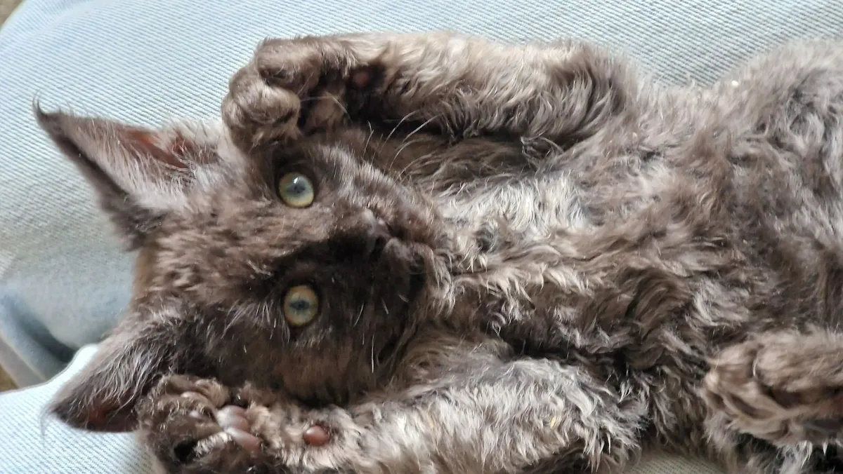 Maine coon - Image 3