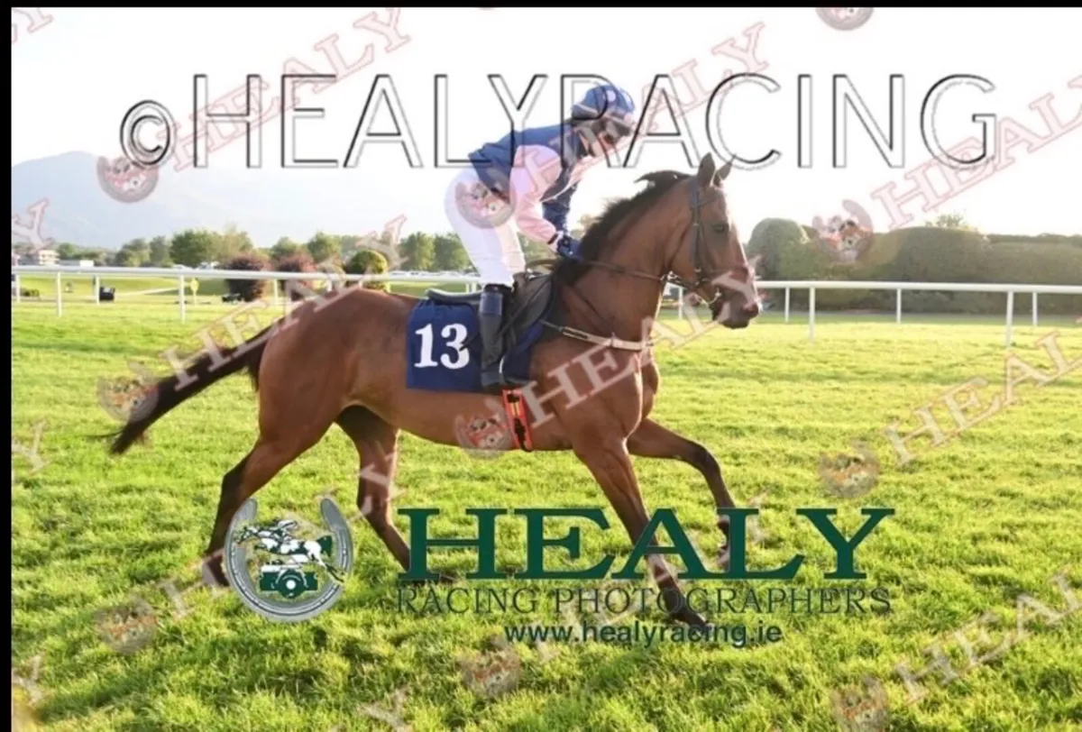 5 year old tb mare - Image 3