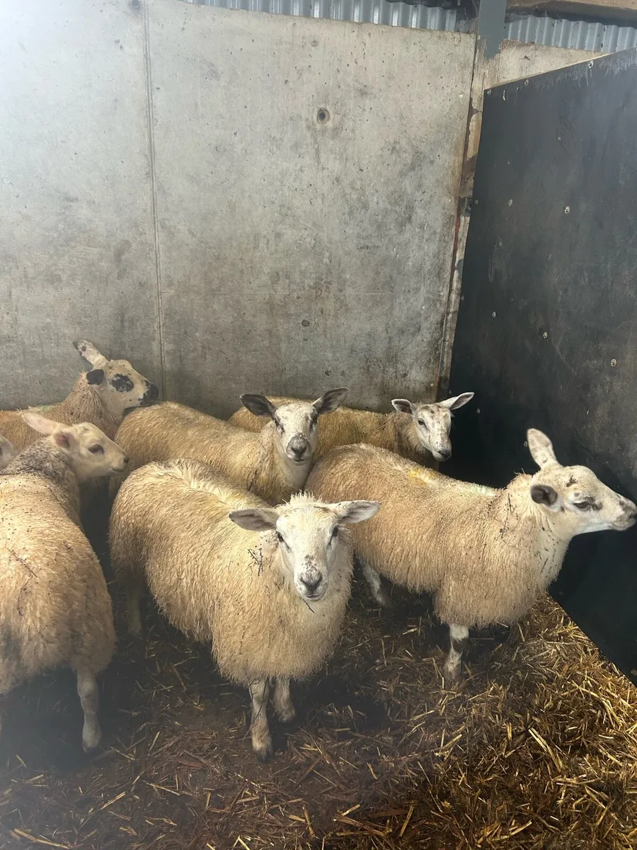 Ewe lambs - Image 1