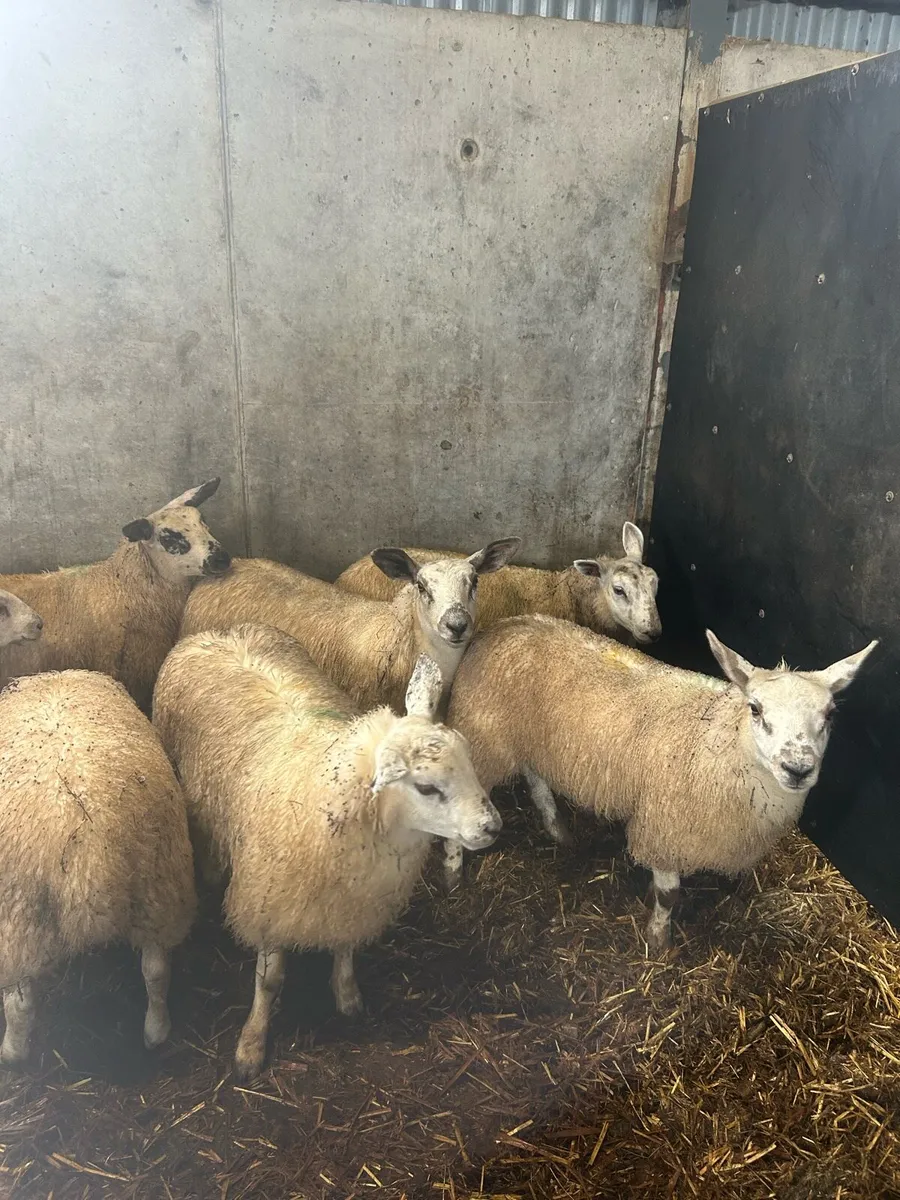 Ewe lambs - Image 2