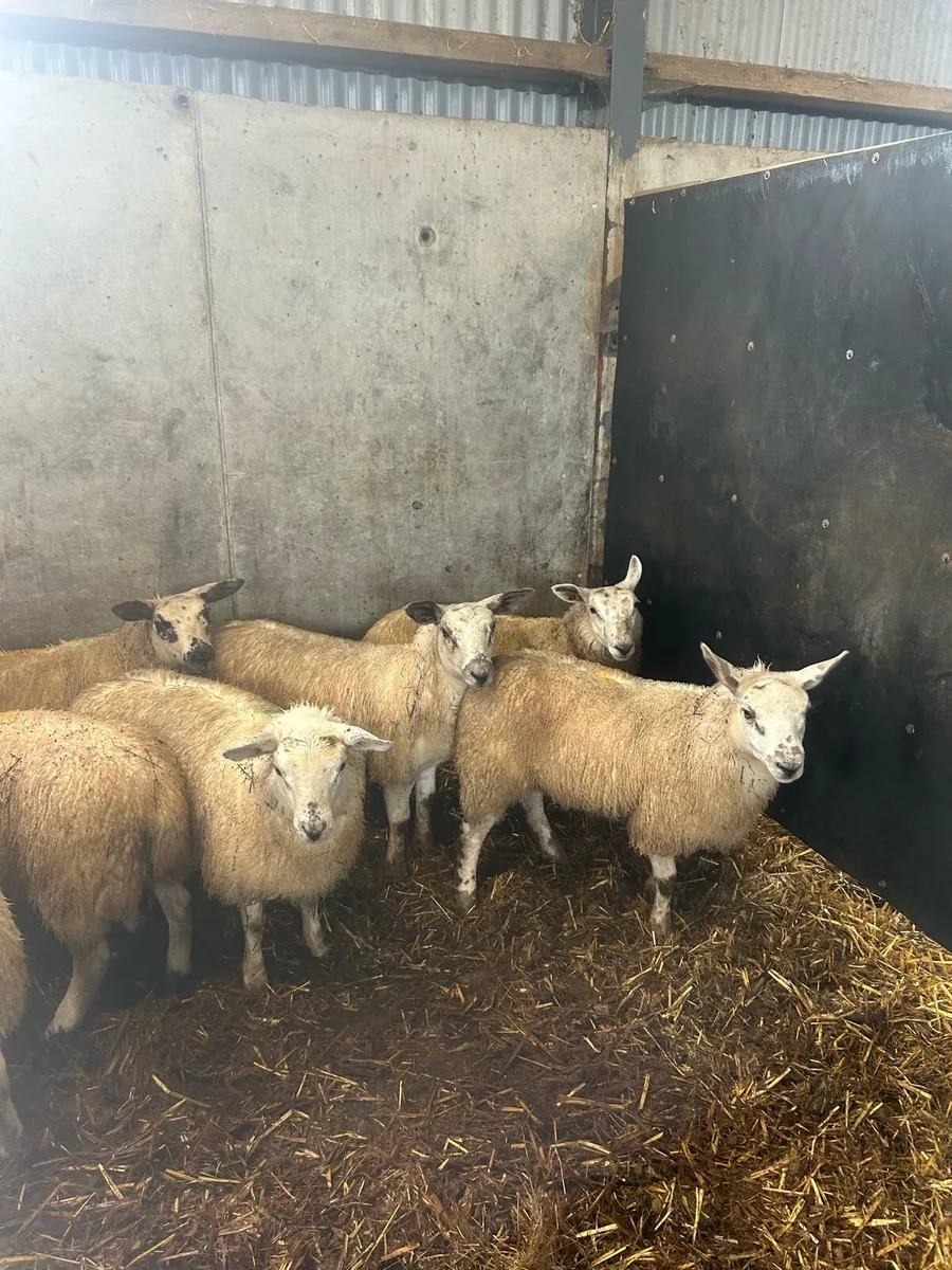 Ewe lambs - Image 3