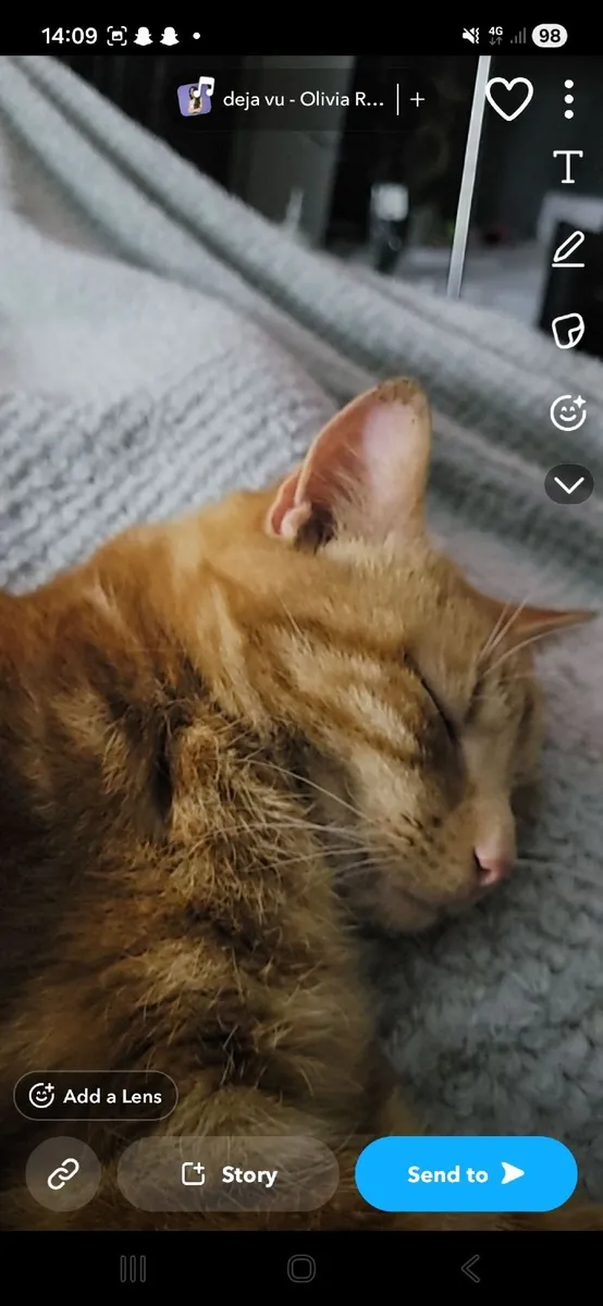 Cat - Image 3