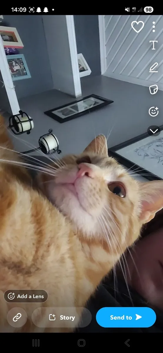 Cat - Image 2