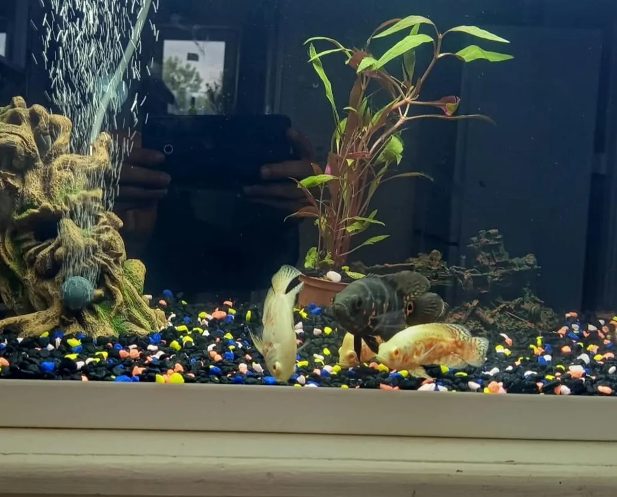 fish tank like new 1 month - Image 4