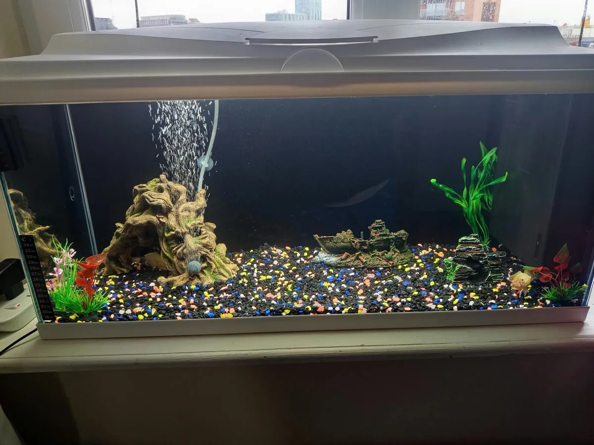 fish tank like new 1 month - Image 2
