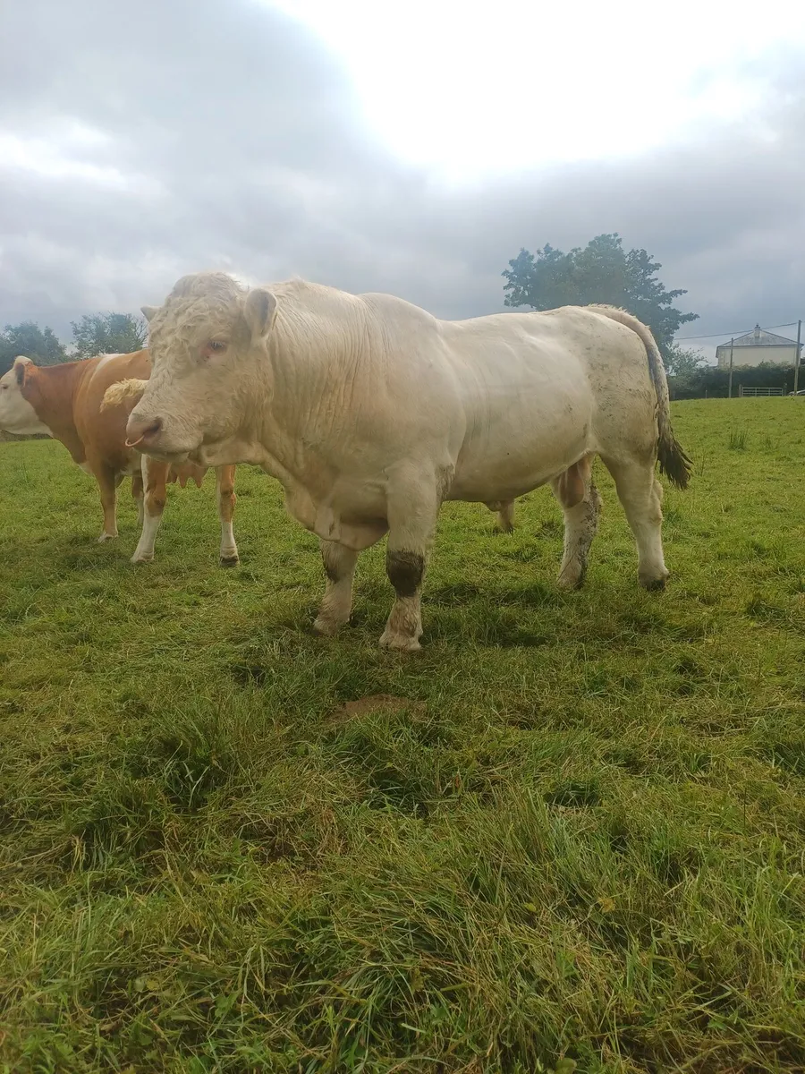 Charolais Bull - Image 2