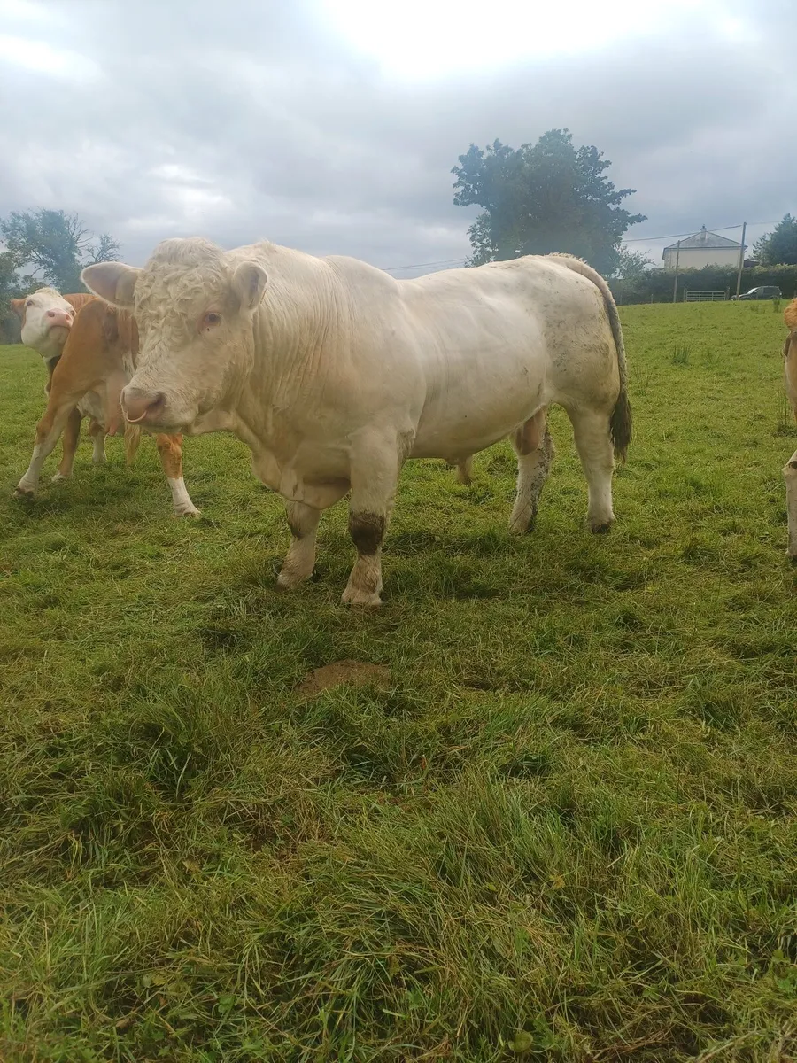Charolais Bull - Image 4