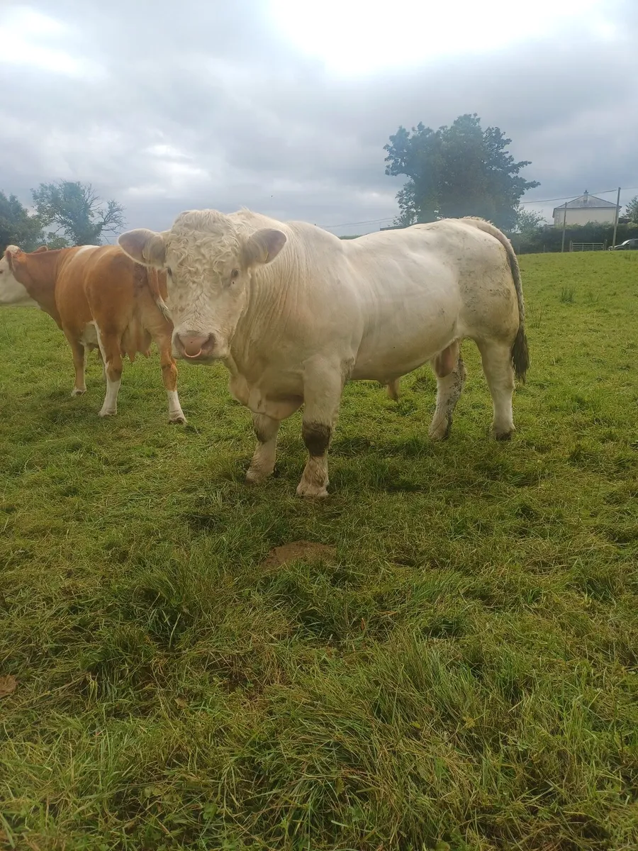 Charolais Bull - Image 3