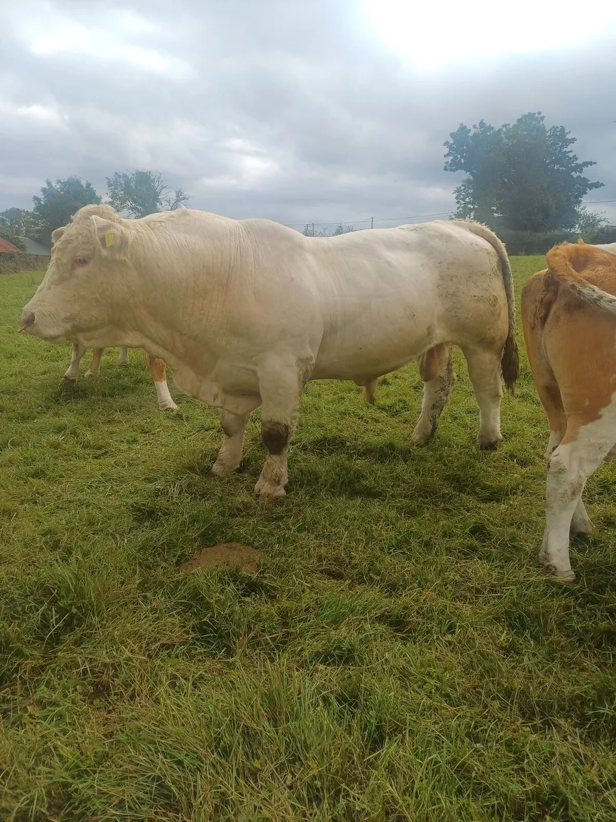 Charolais Bull - Image 1