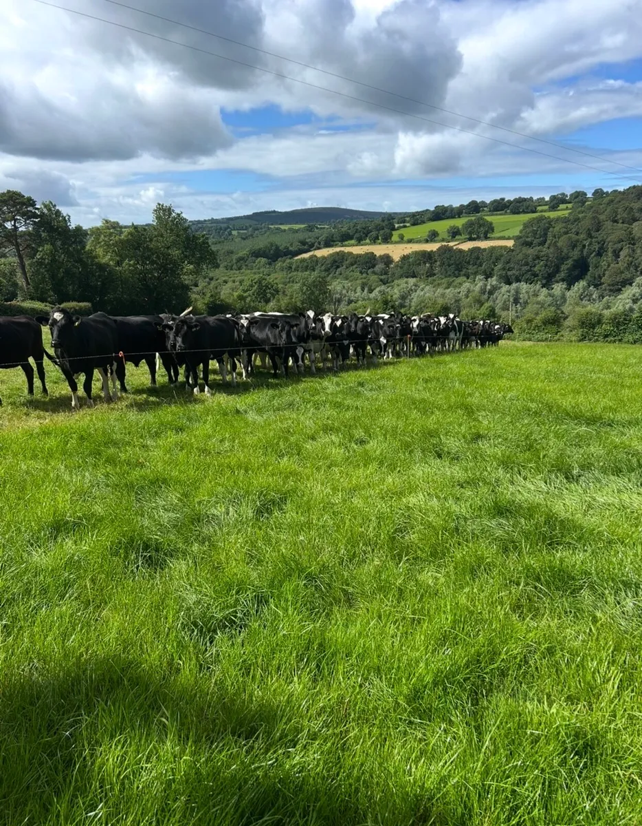 Contract Heifer Rearing - Image 1