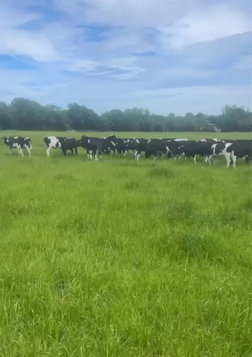 Contract Heifer Rearing - Image 2