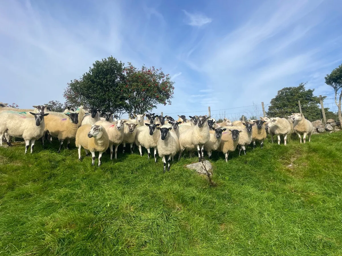 Hoggets Ewes - Image 2