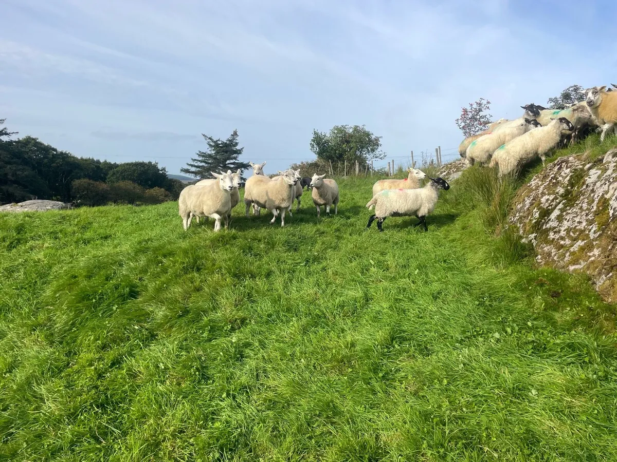 Hoggets Ewes - Image 3