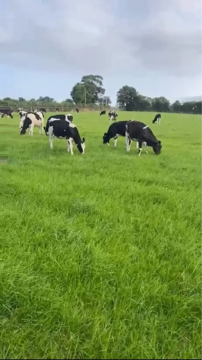 Contract Heifer Rearing - Image 3