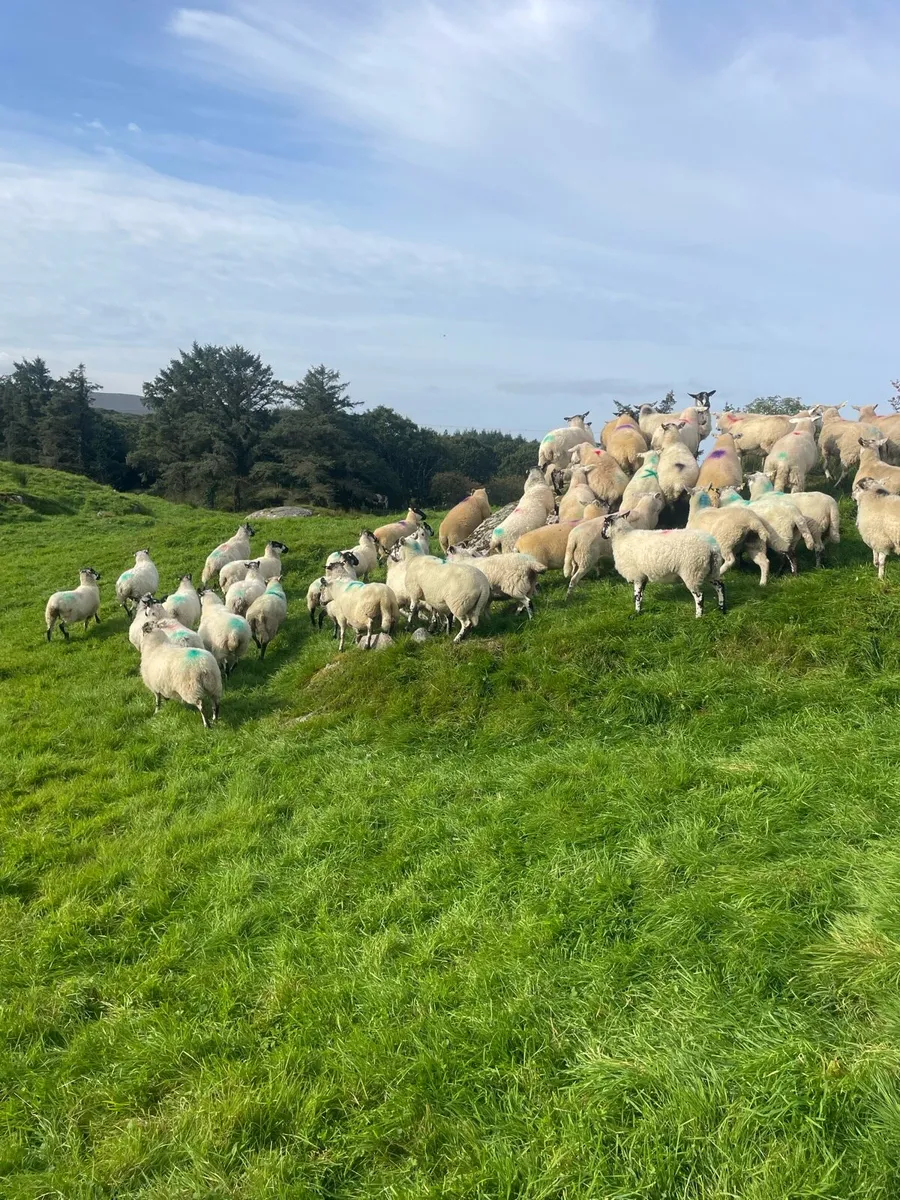 Hoggets Ewes - Image 4