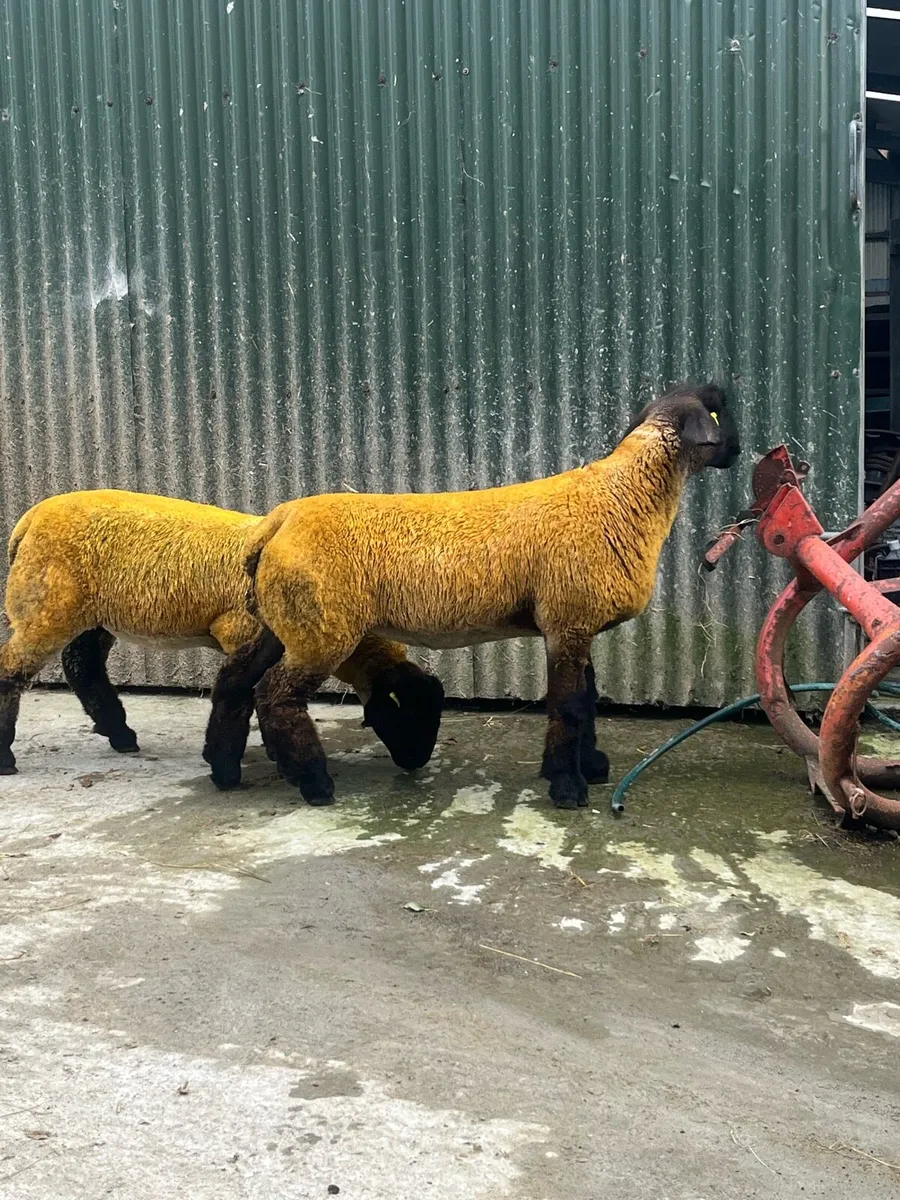 Suffolk ewe lambs - Image 1