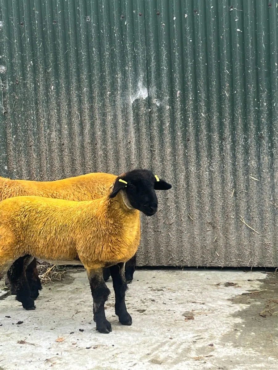 Suffolk ewe lambs - Image 2