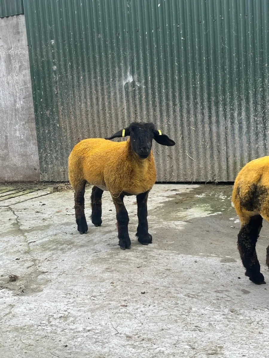 Suffolk ewe lambs - Image 3