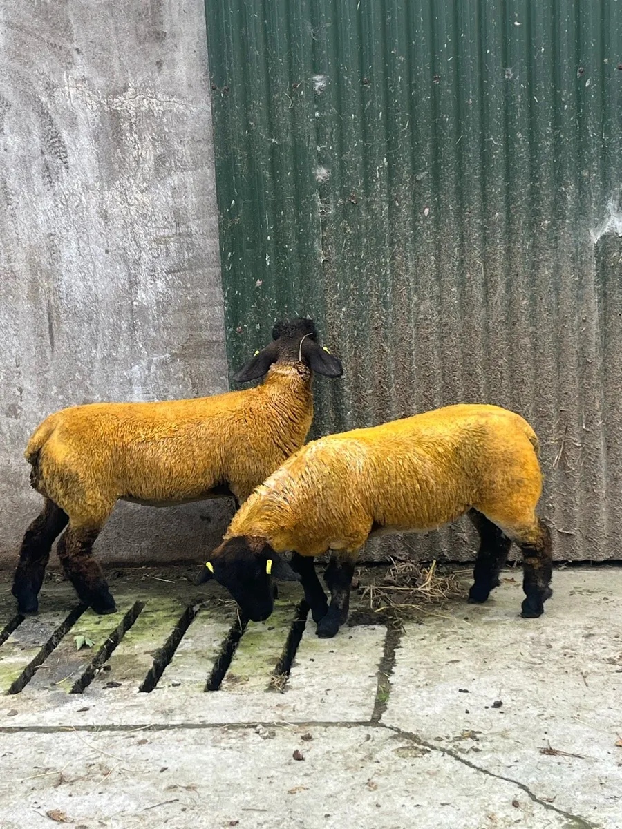 Suffolk ewe lambs - Image 4