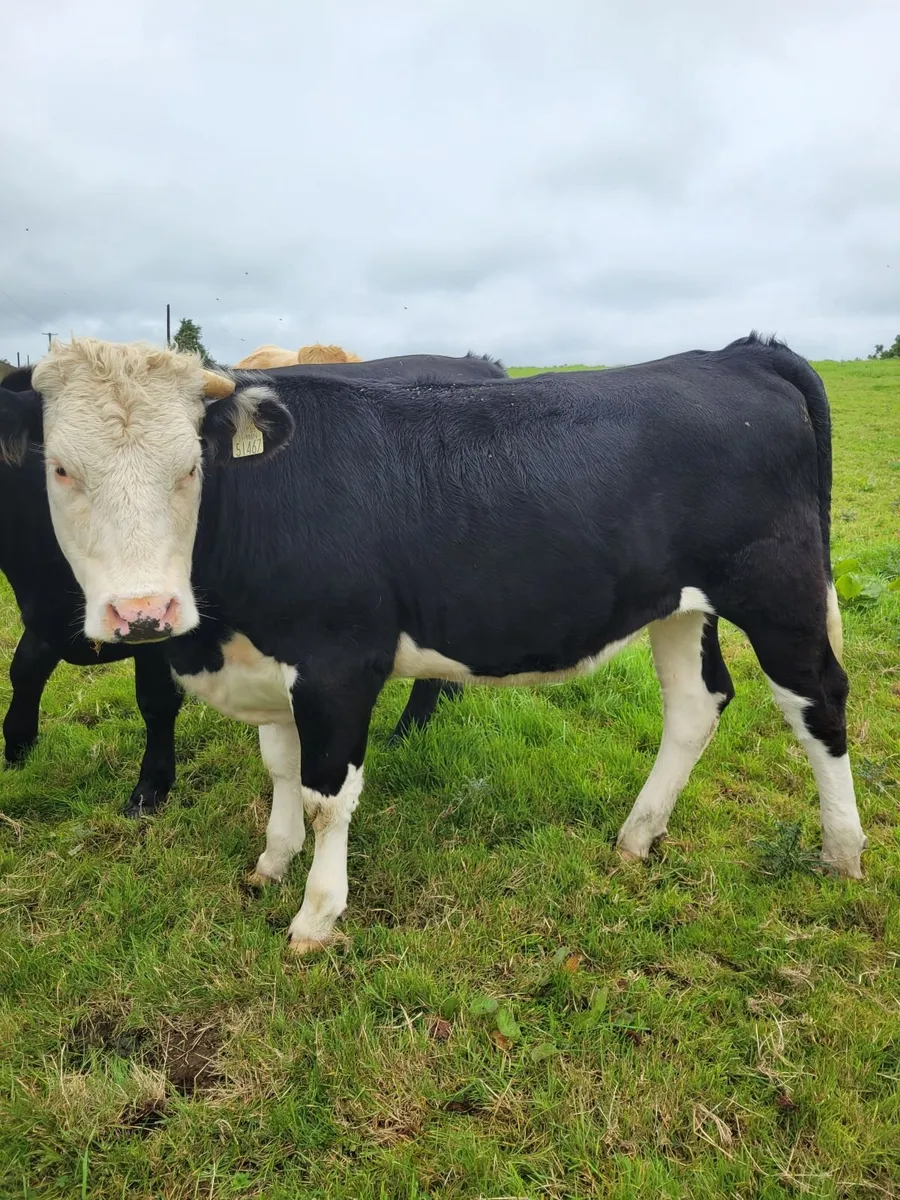 Heifers - Image 3