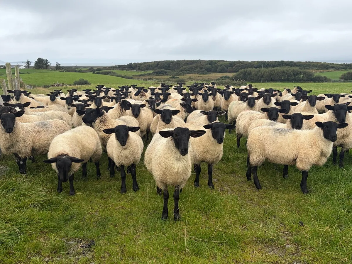 Organic Suffolk X Mule Ewe Lambs - Image 1