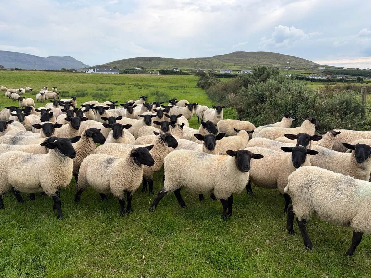 Organic Suffolk X Mule Ewe Lambs - Image 2