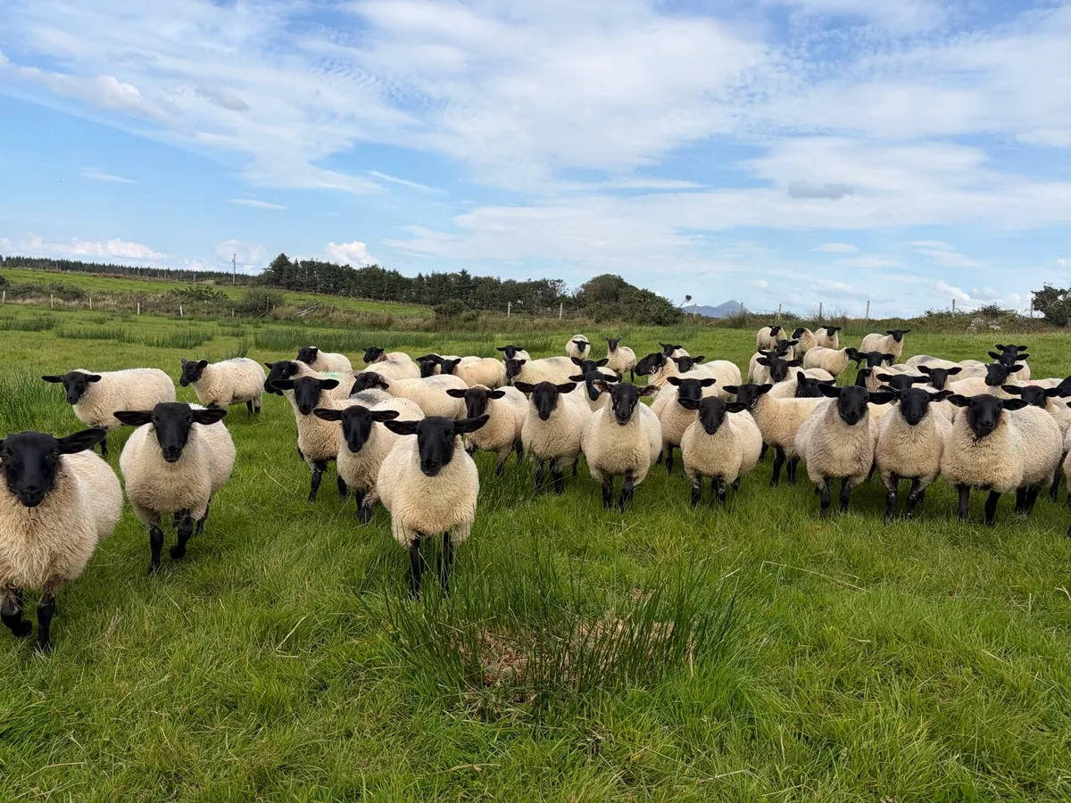 Organic Suffolk X Mule Ewe Lambs - Image 3