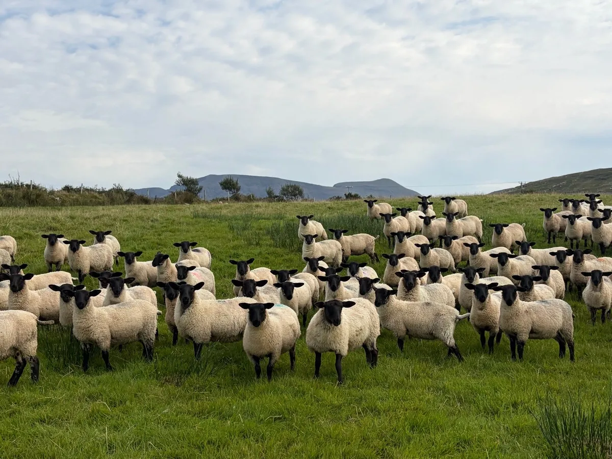 Organic Suffolk X Mule Ewe Lambs - Image 4