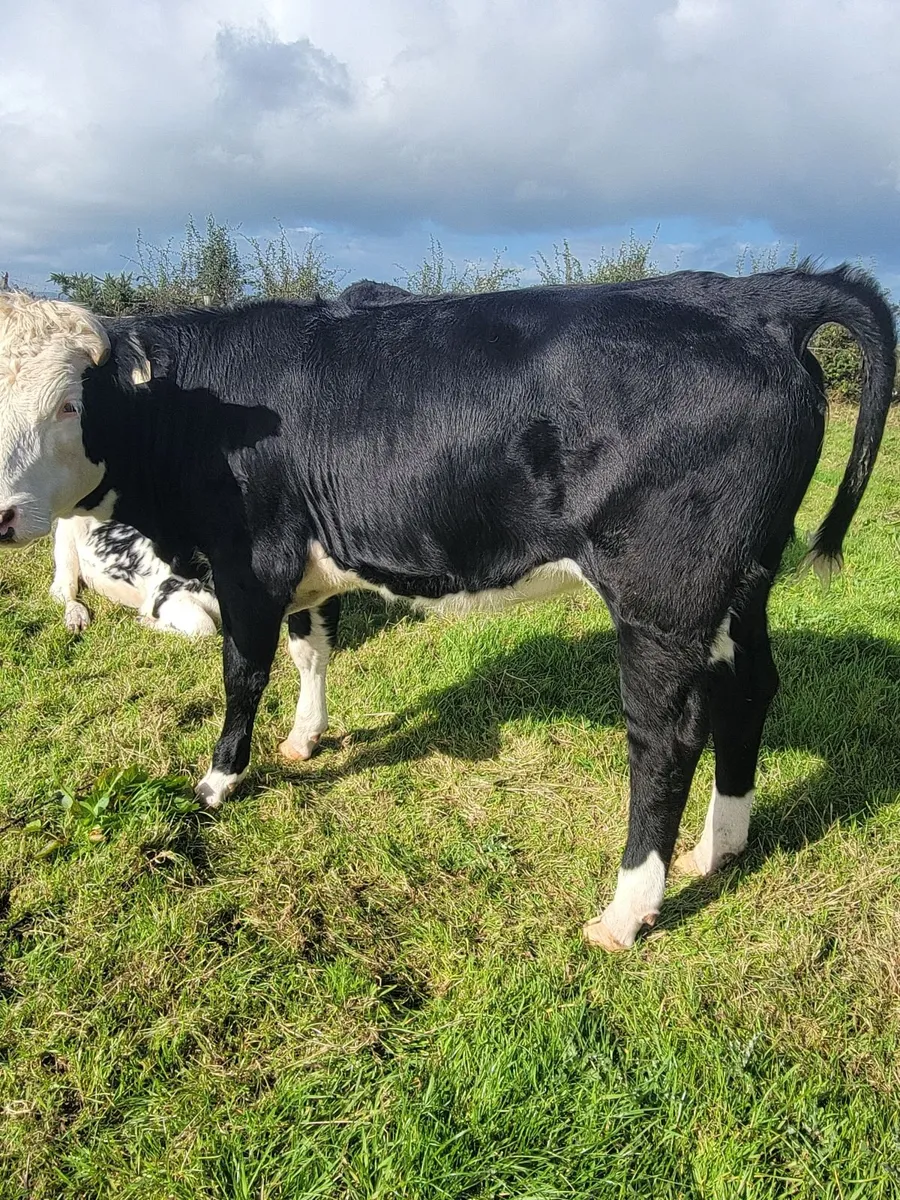 Heifers - Image 1