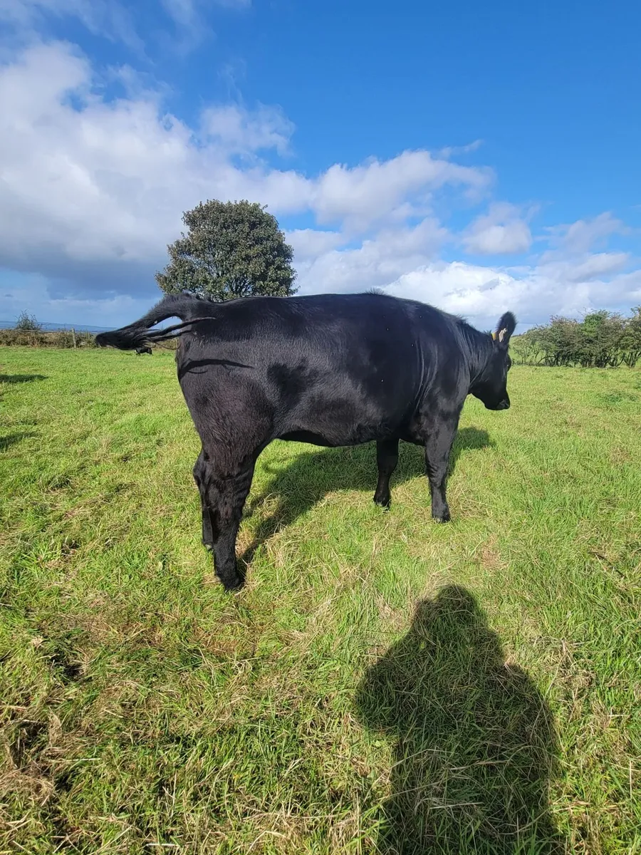 Heifers - Image 4