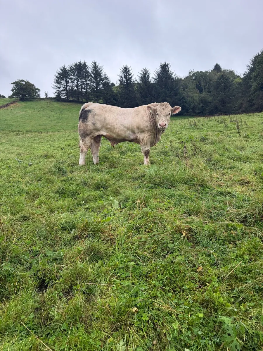 Charolais Bulls for sale - Image 1