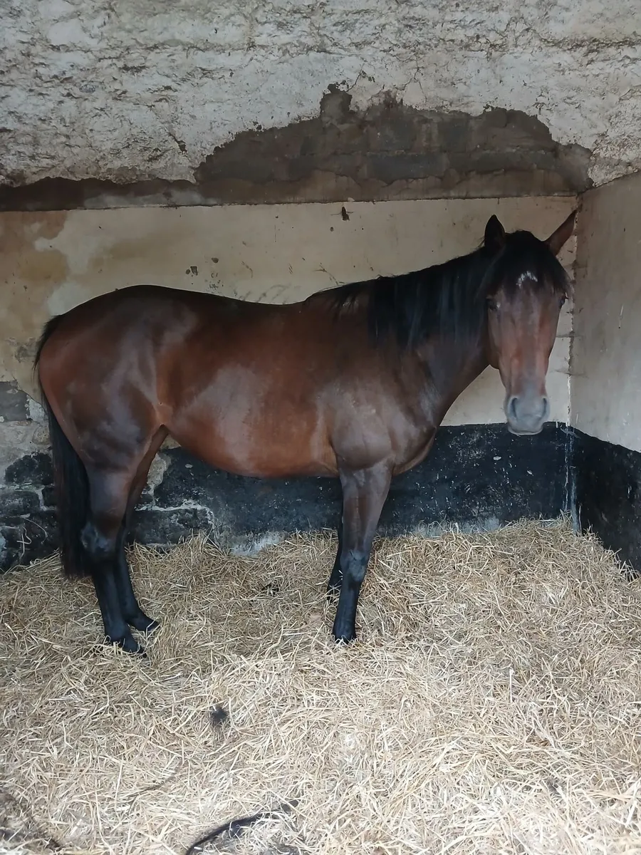Horse - Image 2