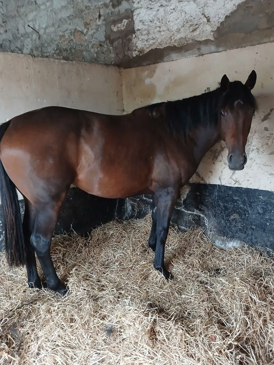 Horse - Image 3